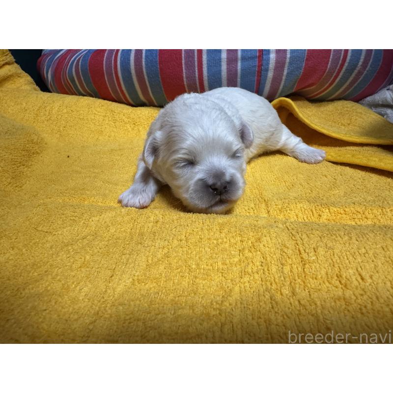 販売中の岐阜県のミックス犬-408333の5枚目
