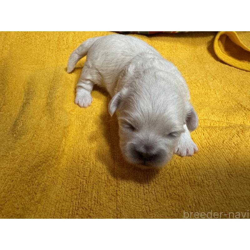 販売中の岐阜県のミックス犬-408333の4枚目