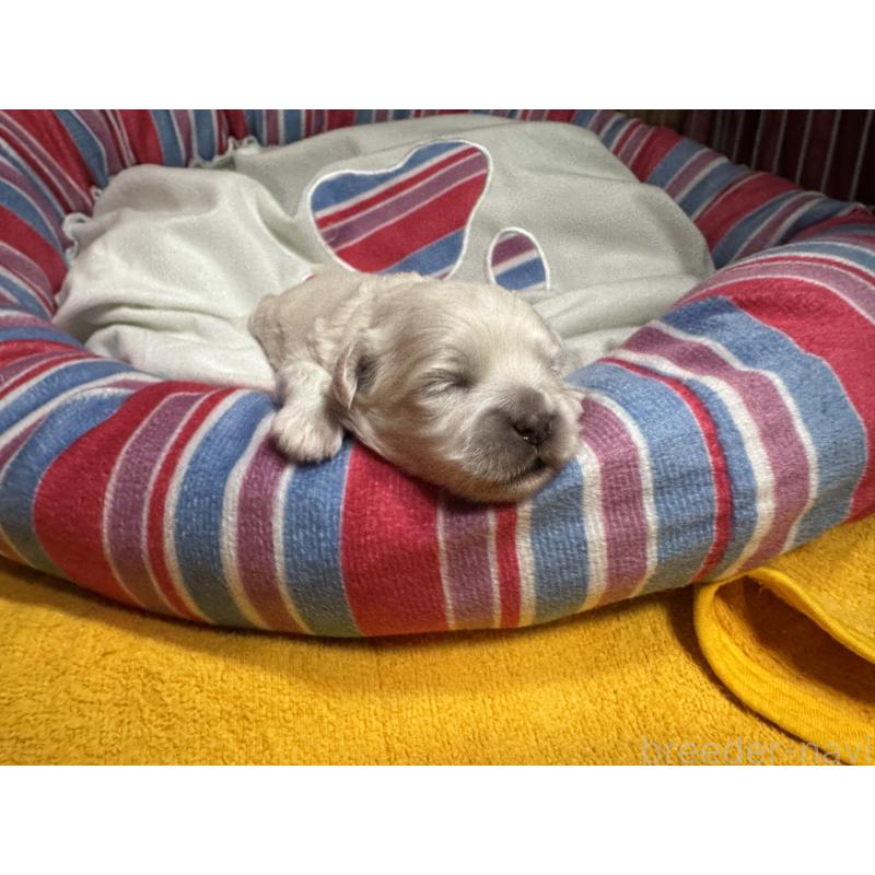 販売中の岐阜県のミックス犬-408333の3枚目