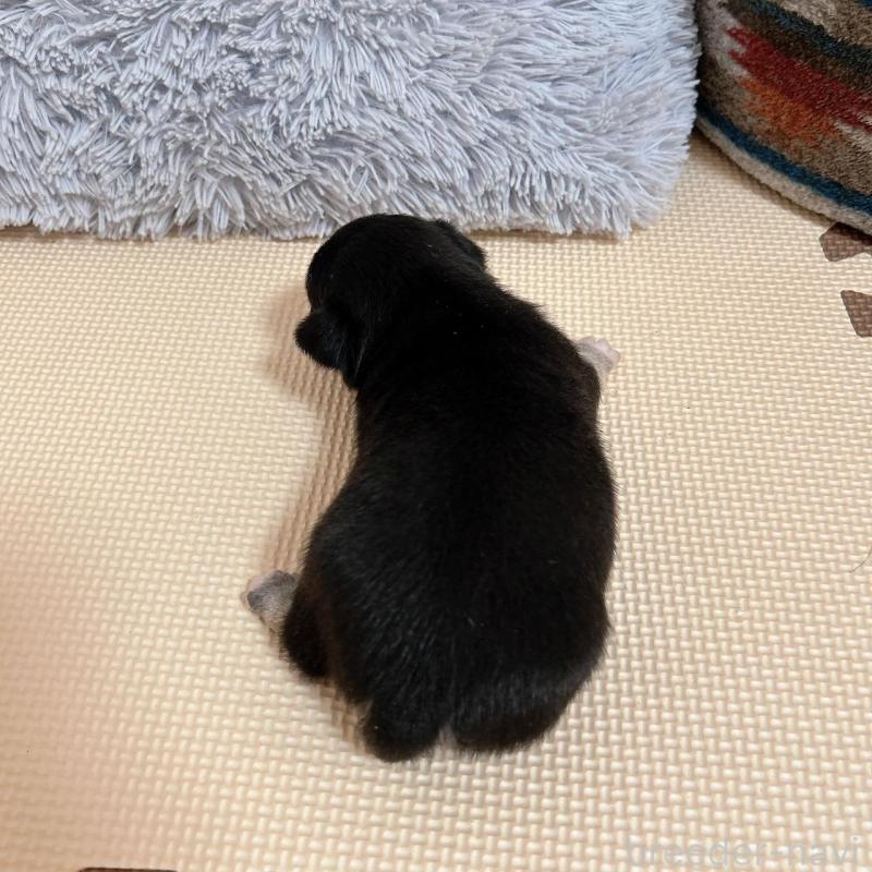 販売中の千葉県のチワワ(ロングコート)-408334の4枚目