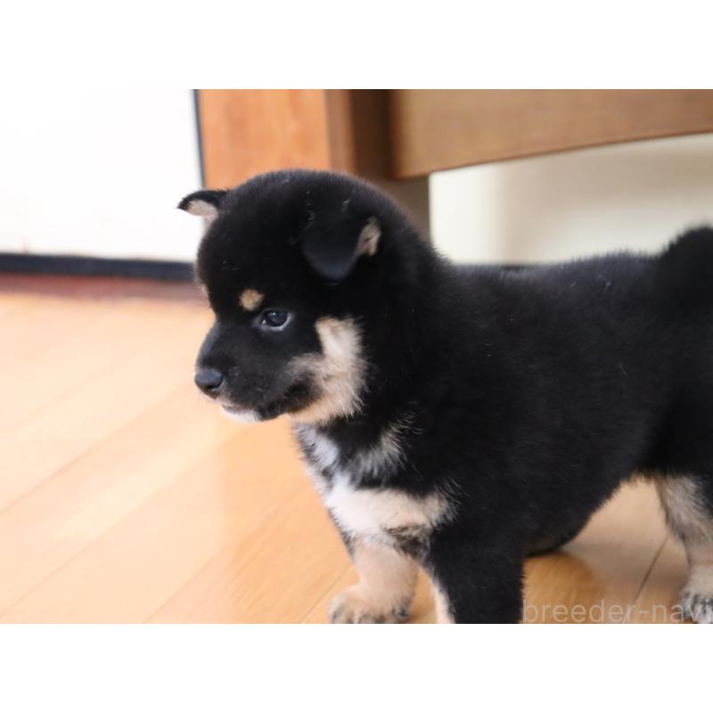 成約済の埼玉県の柴犬-406074の9枚目