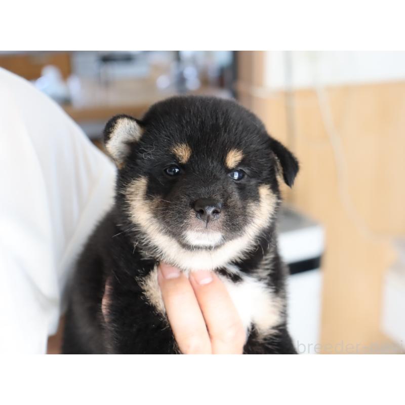 成約済の埼玉県の柴犬-406074の8枚目