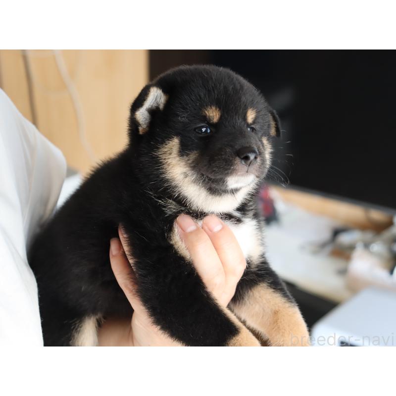 成約済の埼玉県の柴犬-406074の7枚目