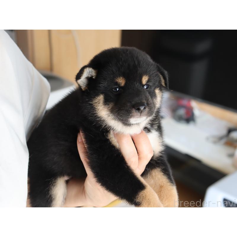 成約済の埼玉県の柴犬-406074の6枚目