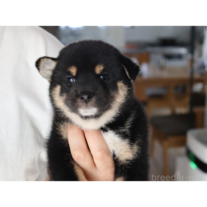 成約済の埼玉県の柴犬-406074の5枚目