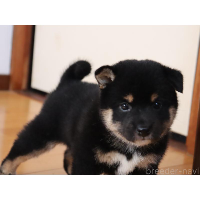 成約済の埼玉県の柴犬-406074の4枚目