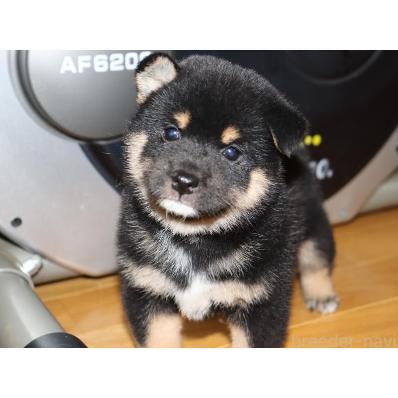 成約済の埼玉県の柴犬-406074の3枚目