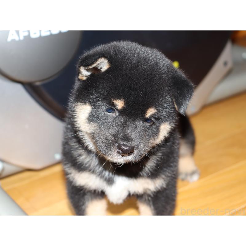 成約済の埼玉県の柴犬-406074の2枚目