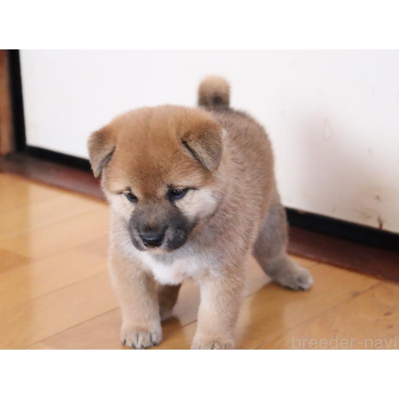 成約済の埼玉県の柴犬-406073の7枚目