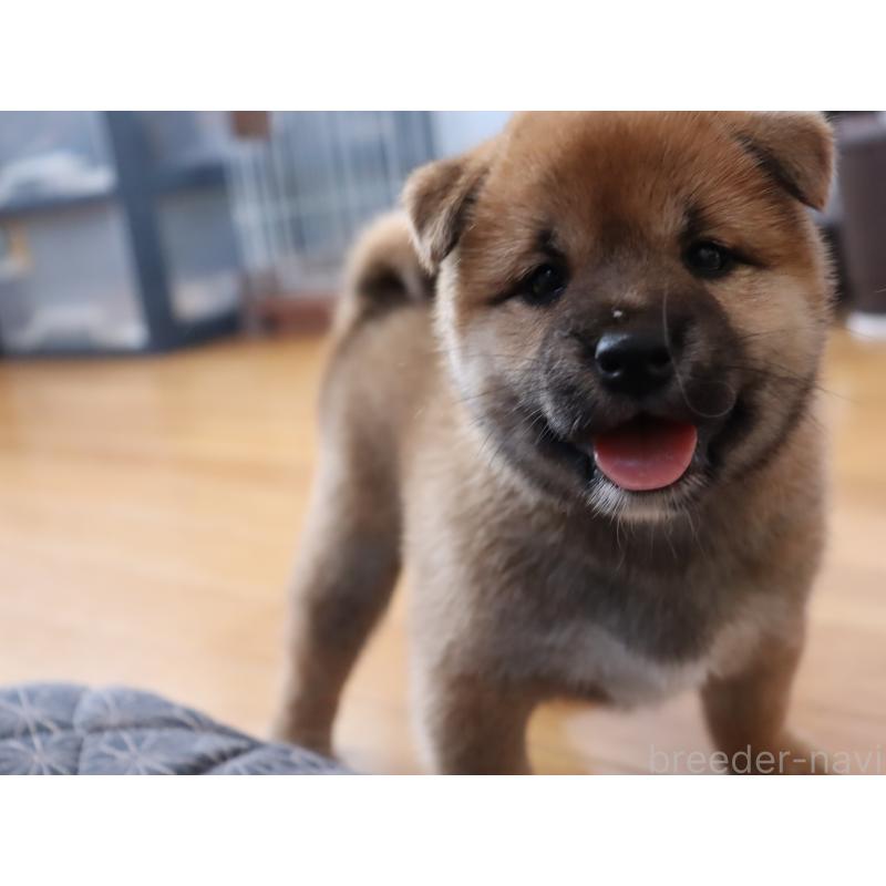 成約済の埼玉県の柴犬-406073の5枚目