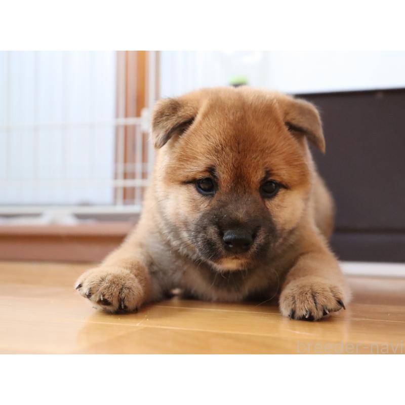 成約済の埼玉県の柴犬-406073の4枚目