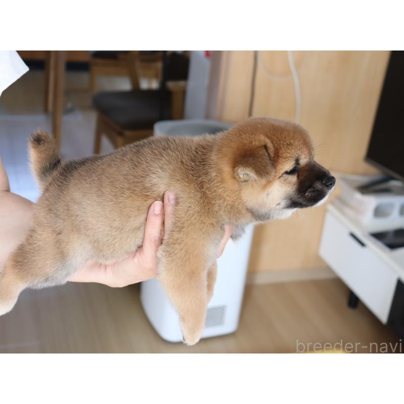 成約済の埼玉県の柴犬-406073の3枚目