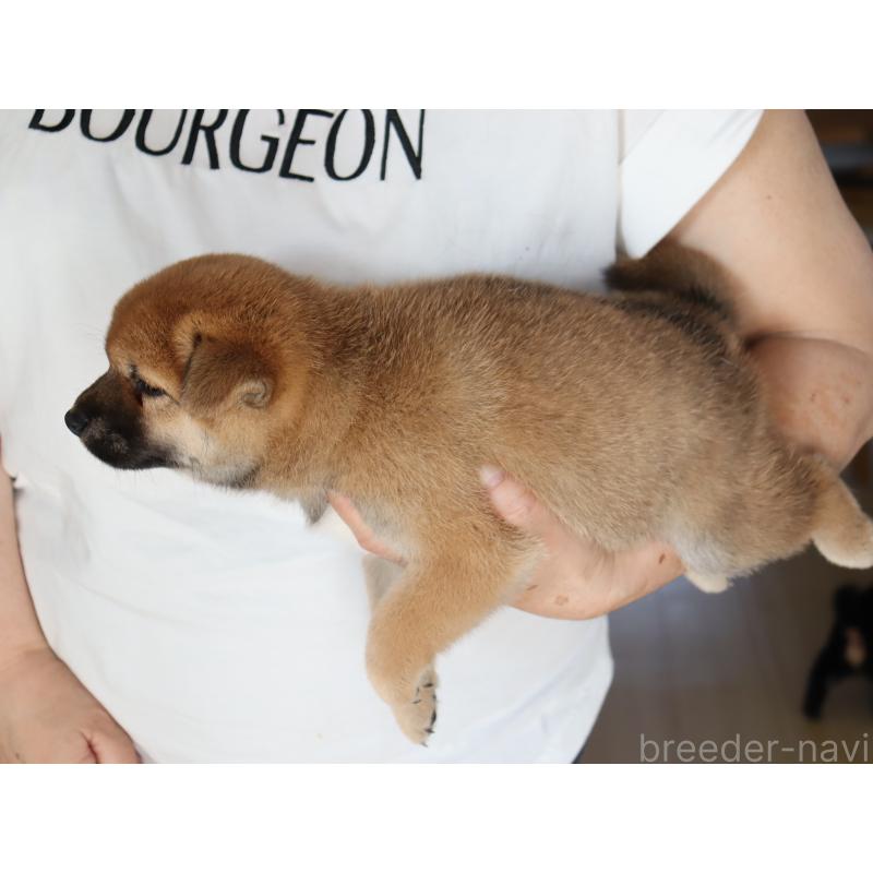 成約済の埼玉県の柴犬-406073の2枚目