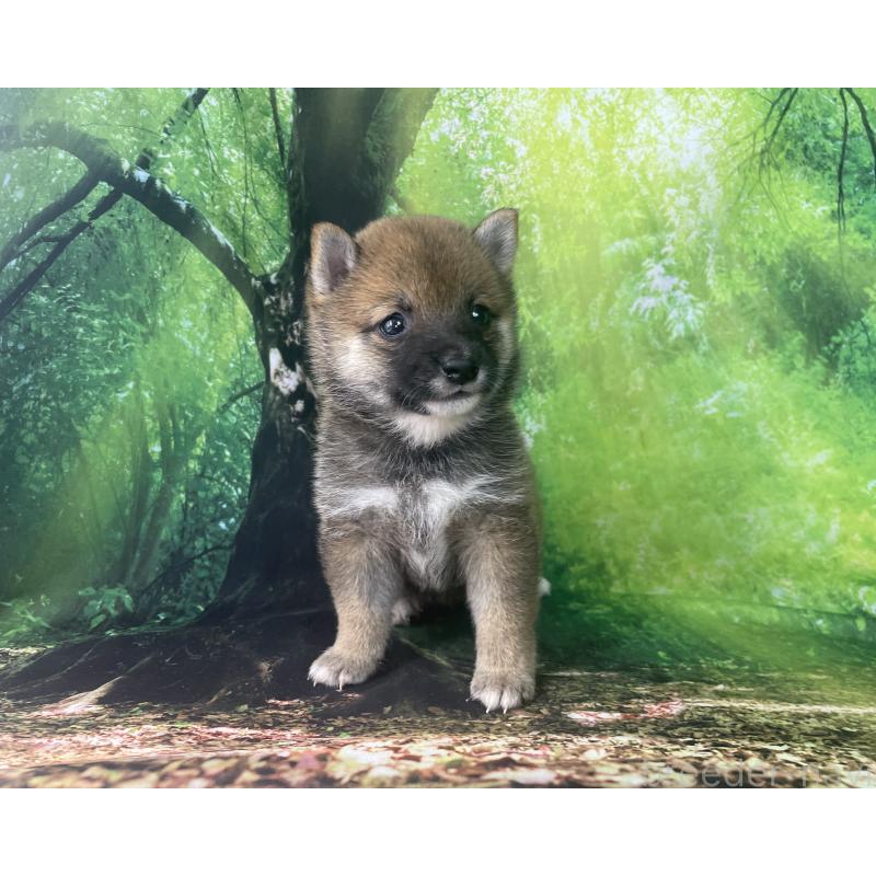 成約済の福岡県の豆柴-406444の5枚目