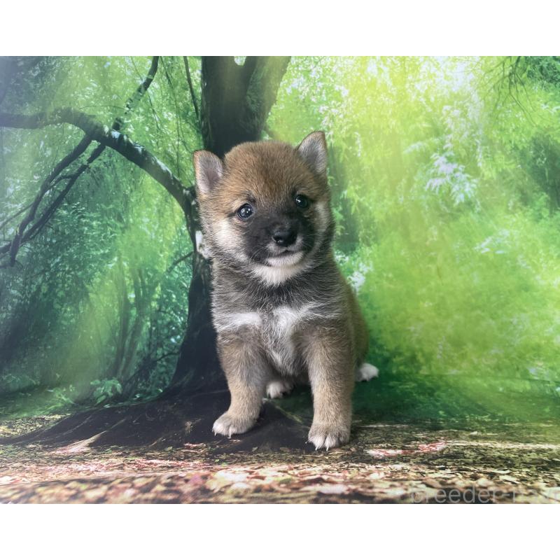 成約済の福岡県の豆柴-406444の4枚目