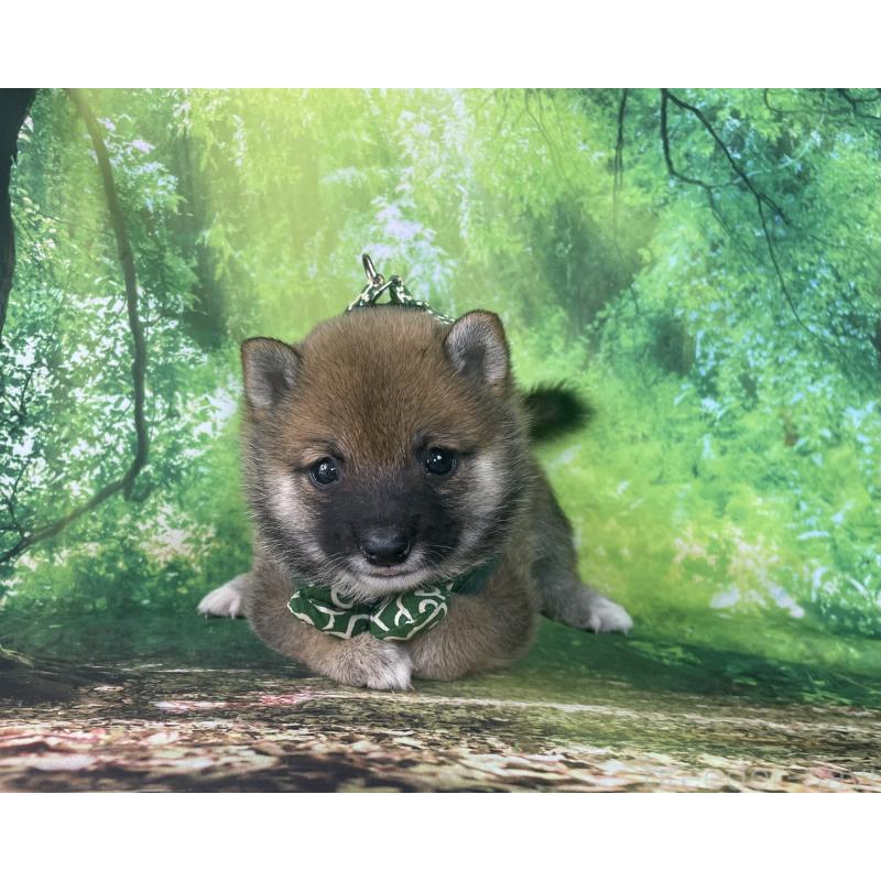 成約済の福岡県の豆柴-406444の3枚目