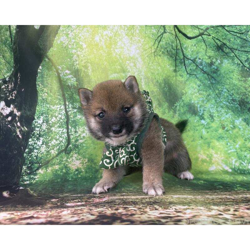 成約済の福岡県の豆柴-406444の2枚目