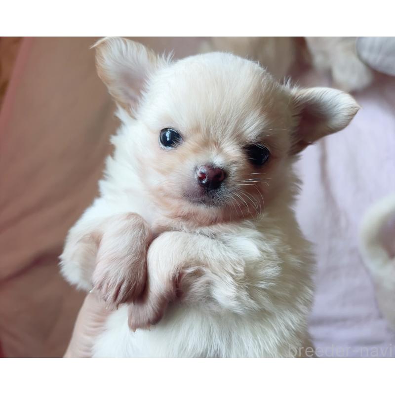 成約済の香川県のチワワ(ロングコート)-405893の7枚目