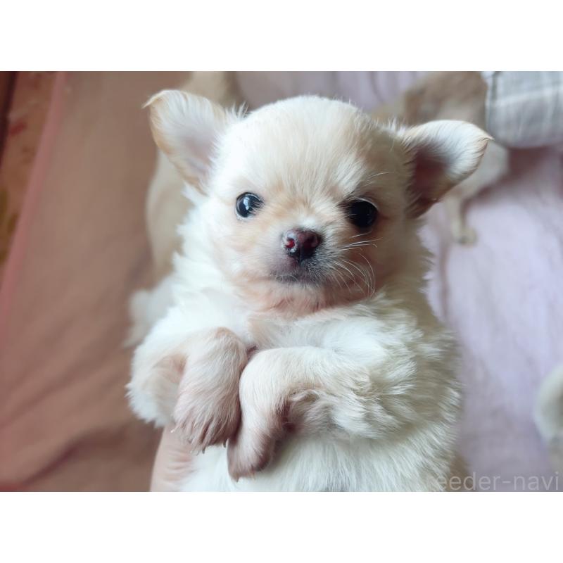 成約済の香川県のチワワ(ロングコート)-405893の6枚目