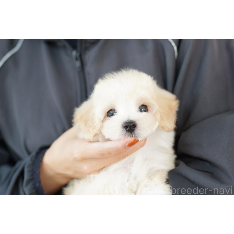 販売中の埼玉県のマルプー:マルチーズ×トイプードル-408345の2枚目