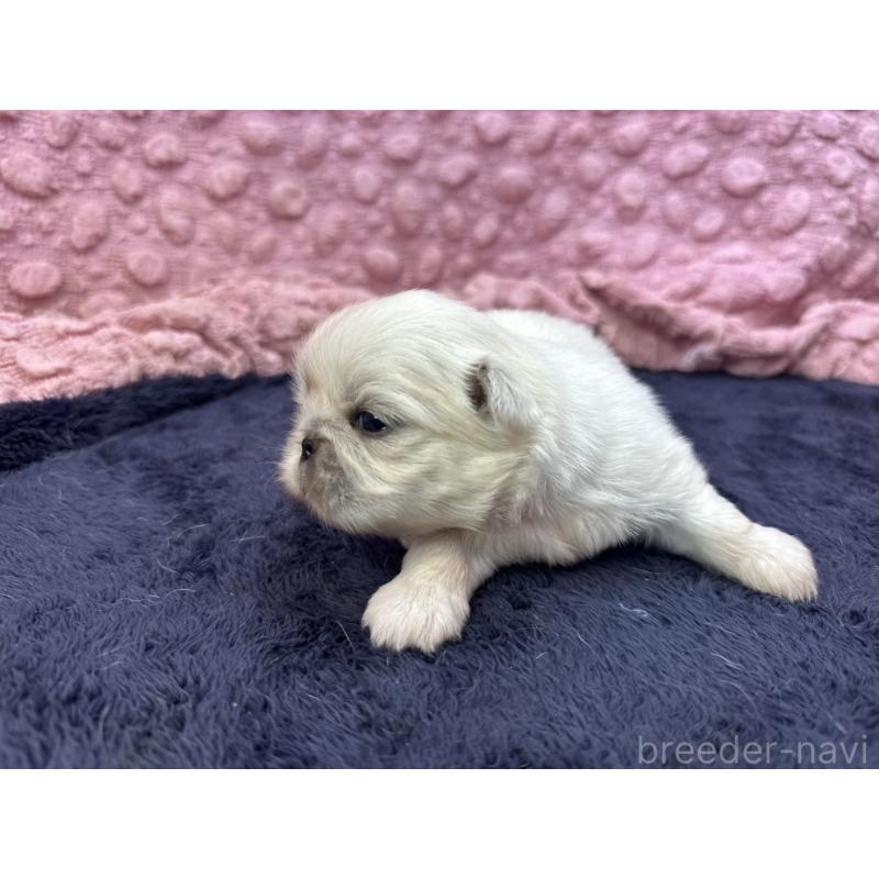 販売中の茨城県のペキニーズ-408359の16枚目