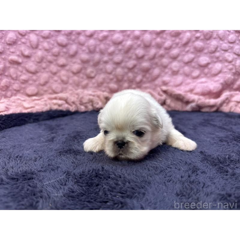 販売中の茨城県のペキニーズ-408359の12枚目