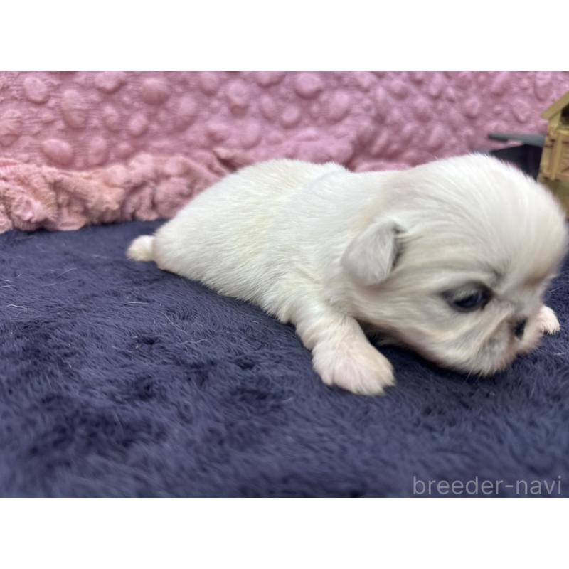 販売中の茨城県のペキニーズ-408359の8枚目