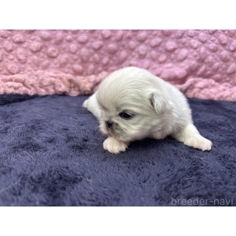 販売中の茨城県のペキニーズ-408359の4枚目