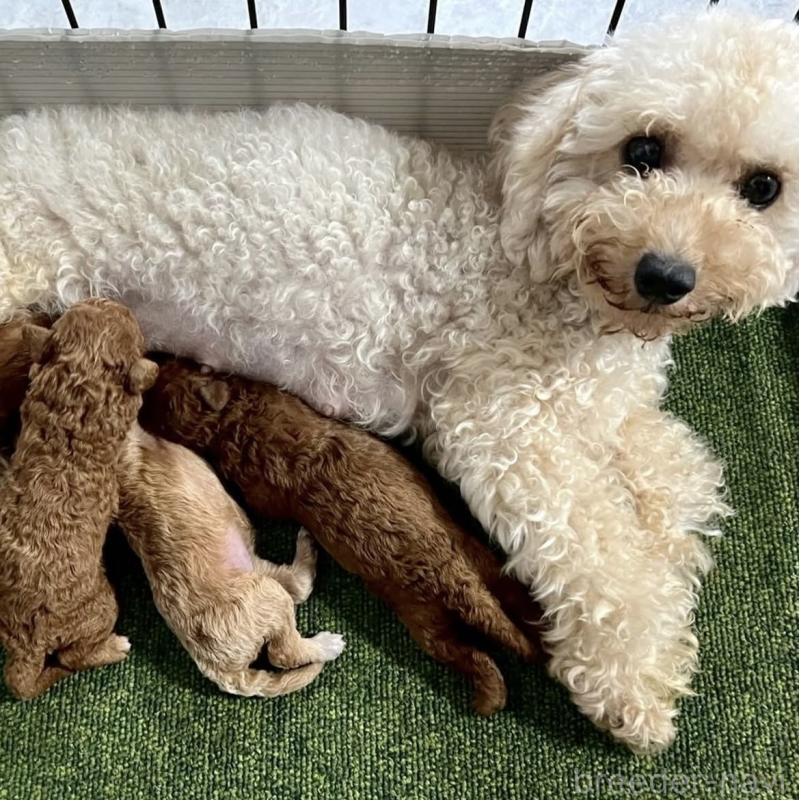 ウィッシュちゃん1枚目