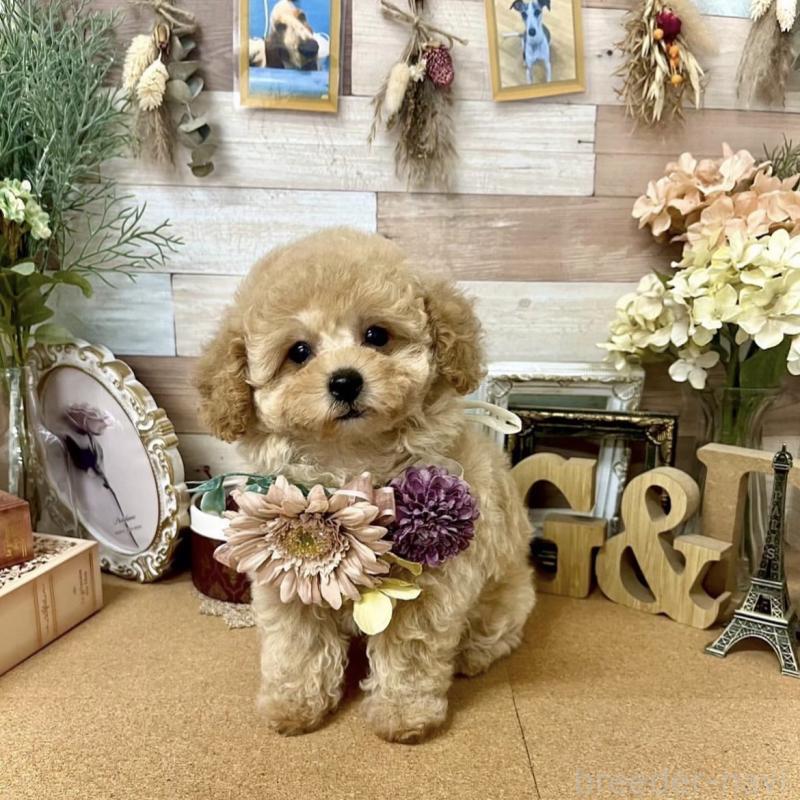 ウィッシュちゃん1枚目