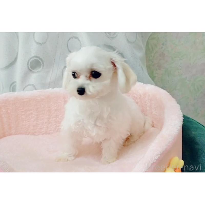 アリスちゃん1枚目