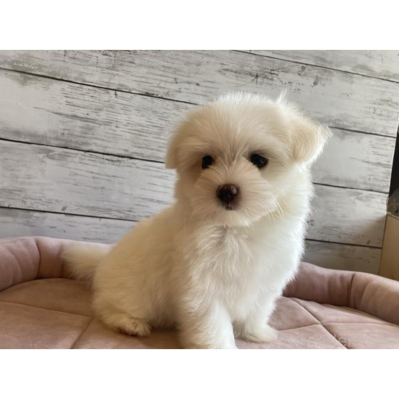 成約済の北海道のミックス犬-402092の3枚目