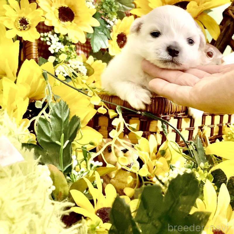 販売中の北海道のミックス犬-408392の1枚目