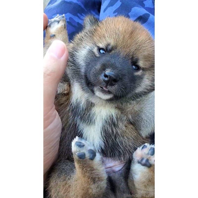 販売中の大阪府の柴犬-406783