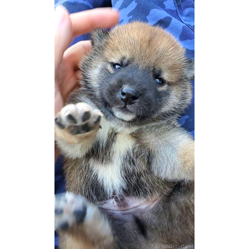 販売中の大阪府の柴犬-406783の5枚目