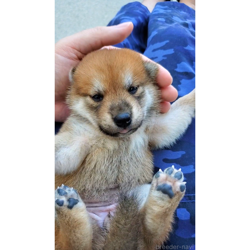 販売中の大阪府の柴犬-406779の5枚目
