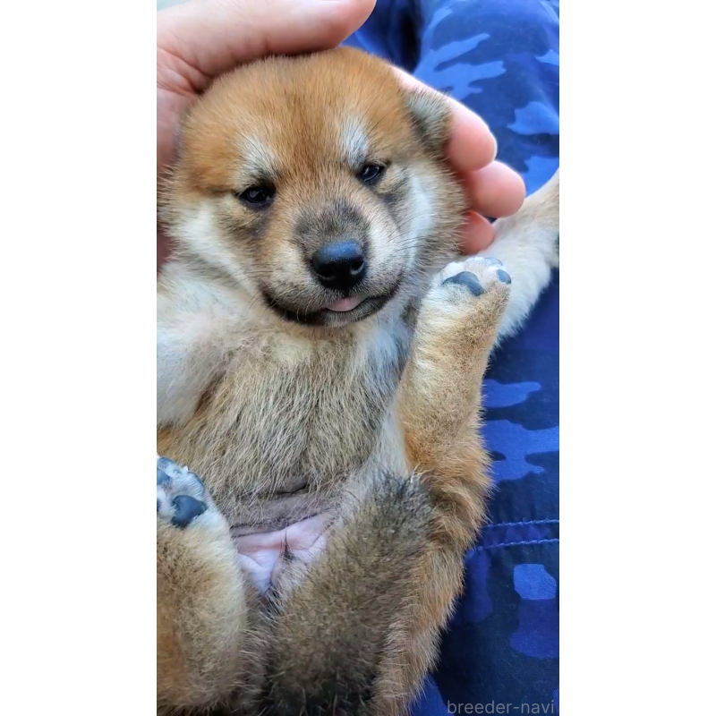 販売中の大阪府の柴犬-406779の4枚目