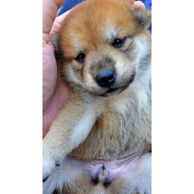 販売中の大阪府の柴犬-406779の3枚目