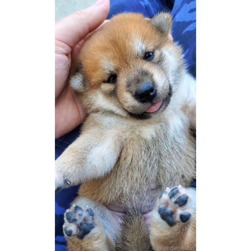 販売中の大阪府の柴犬-406779の2枚目