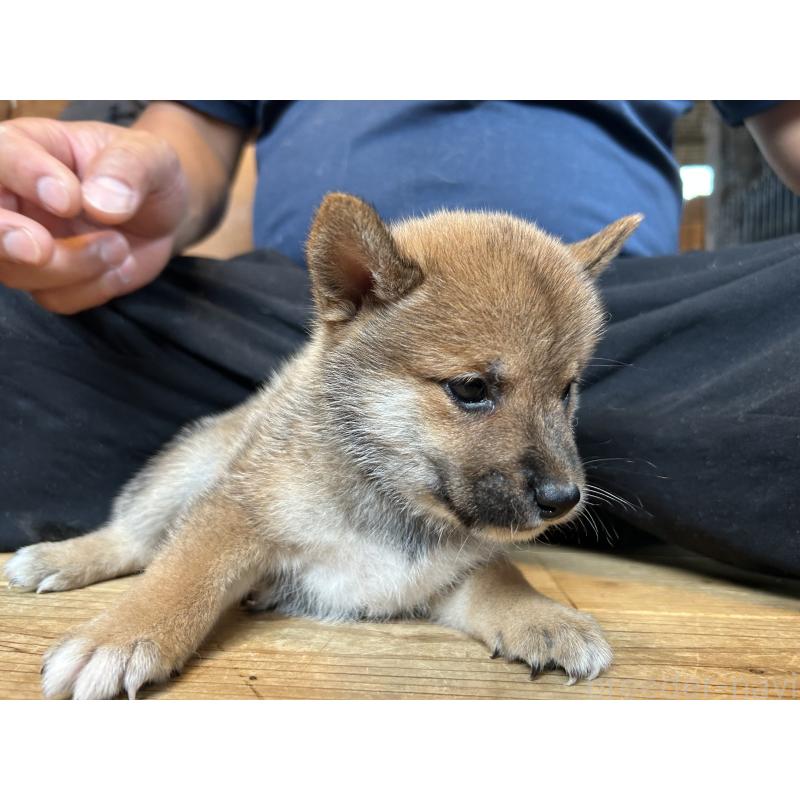 成約済の滋賀県の柴犬-408396の4枚目