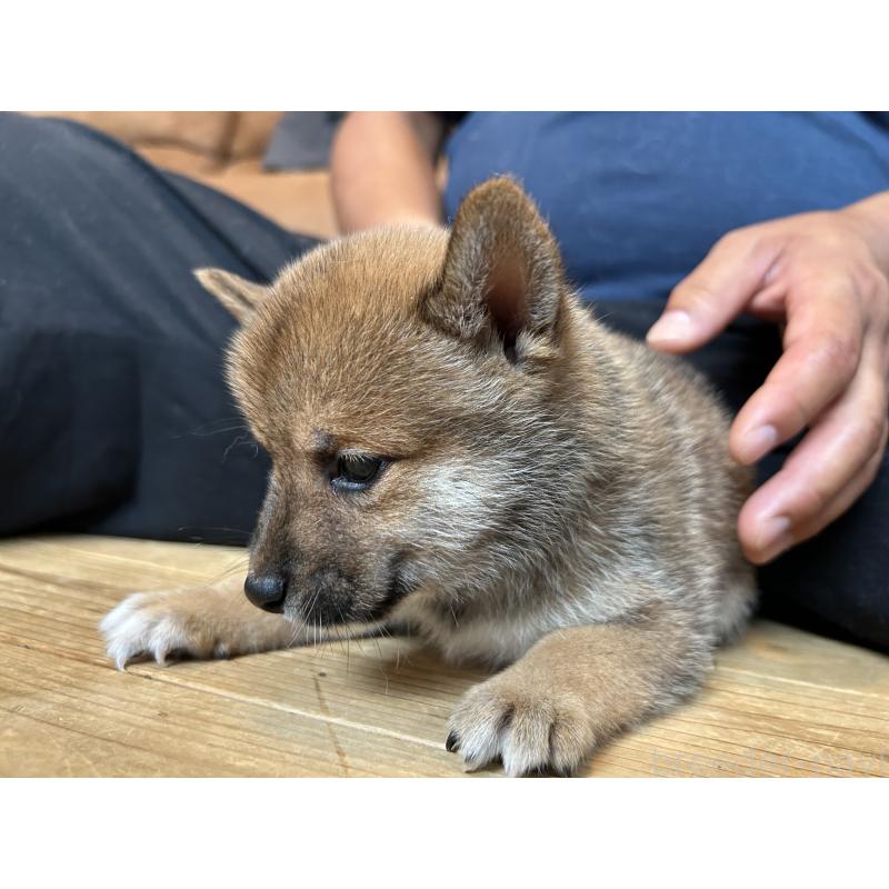 成約済の滋賀県の柴犬-408396の3枚目
