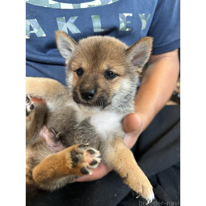 成約済の滋賀県の柴犬-408396の2枚目