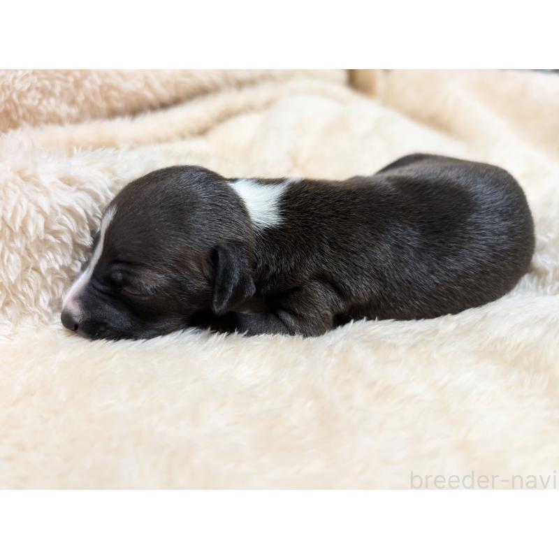 成約済の愛媛県のイタリアングレーハウンド(イタグレ)-406988の6枚目