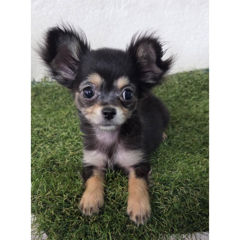 成約済の福岡県のチワワ(ロングコート)-394876の3枚目