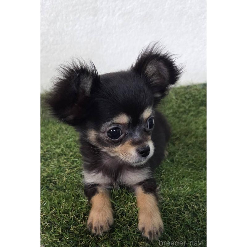 成約済の福岡県のチワワ(ロングコート)-394876の2枚目