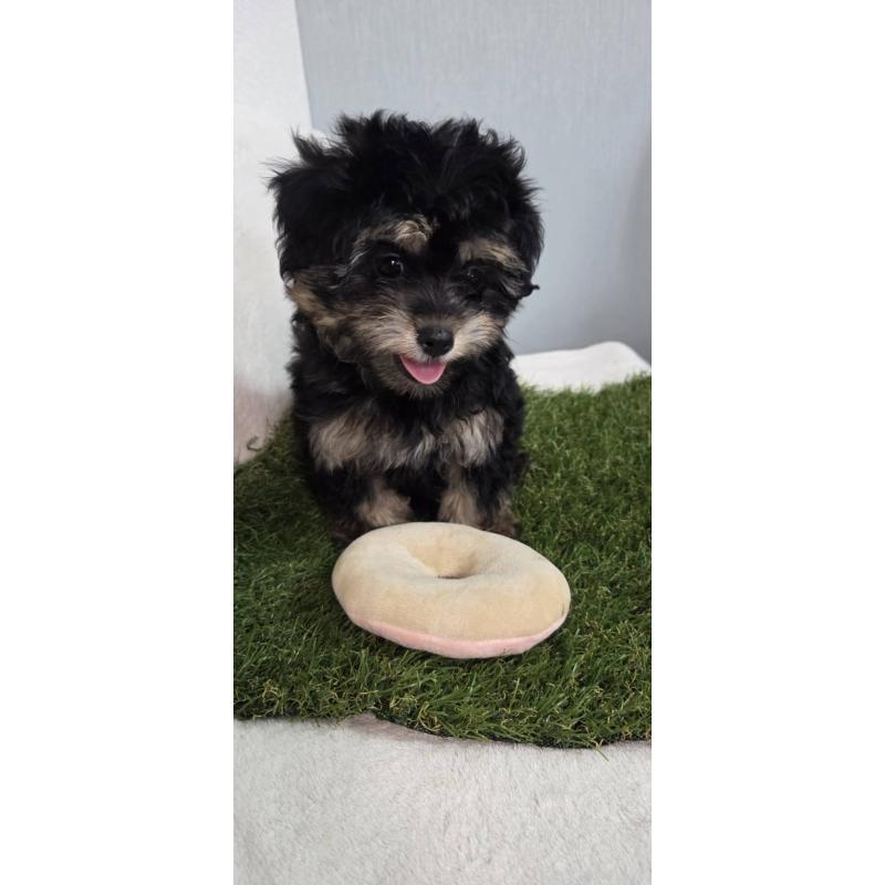 成約済の福岡県のチワプー:チワワ×トイプードル-404855の3枚目