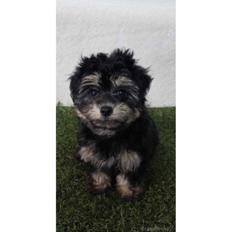 成約済の福岡県のチワプー:チワワ×トイプードル-404855の2枚目