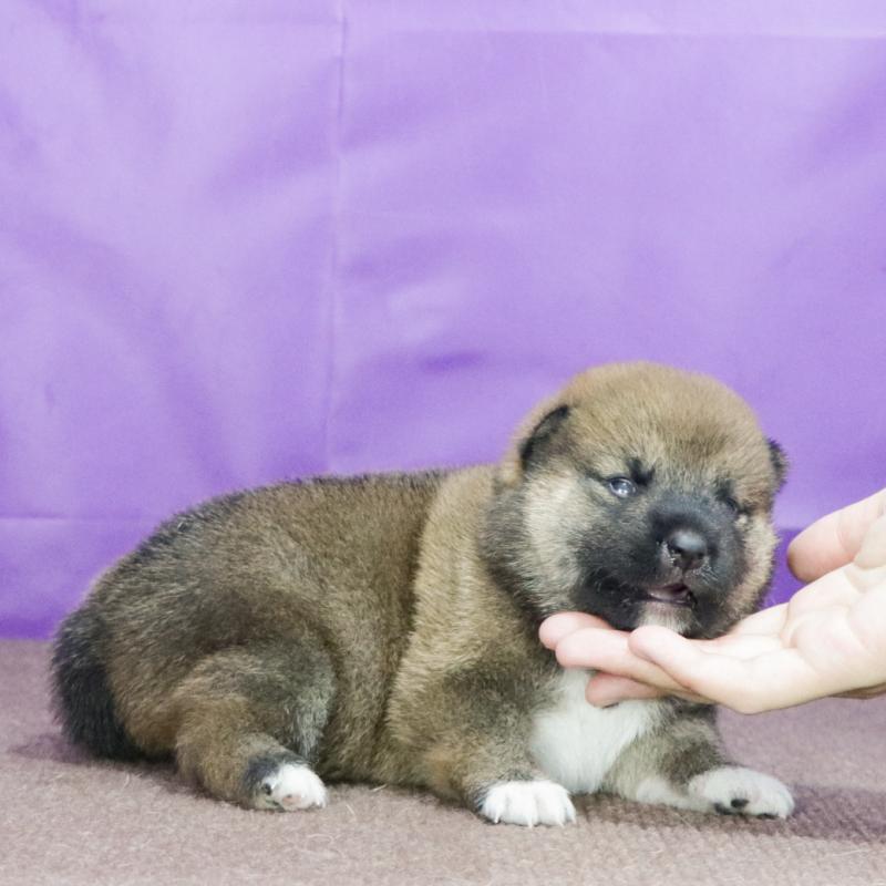 販売中の愛知県の柴犬-408405の3枚目