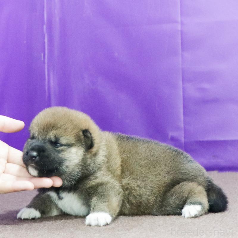 販売中の愛知県の柴犬-408405の2枚目
