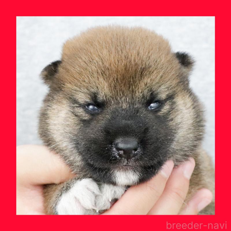 販売中の愛知県の柴犬-408405
